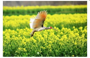 QQ圖片20180314090814