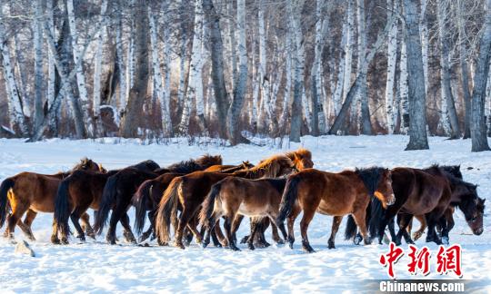 2018年的冬天，哈巴河的白樺林會不一樣?！」秃涌h委宣傳部供圖 攝